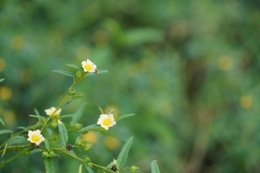 Bahçedeki güzel çiçekler