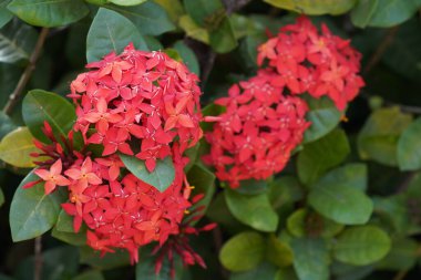 Bahçede çiçek açan güzel kırmızı çiçeklerin yakın plan görüntüsü, seçici odaklanma