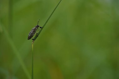 Güzel böcek, doğa geçmişi