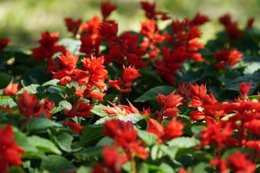 Bulanık arka planda güzel çiçekler. Çiçek konsepti, seçici odak