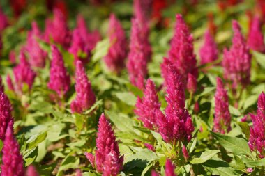 Bahçedeki güzel çiçekler