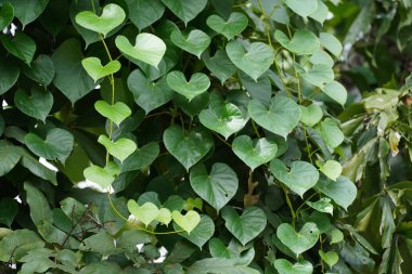 Bahçede yeşil yapraklar, bitkiler ve yapraklar