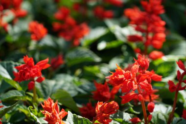 Bahçedeki güzel kırmızı çiçekler