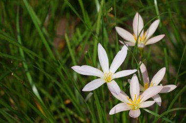 Bahçede çiçek açan güzel çiçeklerin yakın çekim görüntüsü