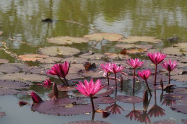 Gölette güzel nilüfer çiçekleri