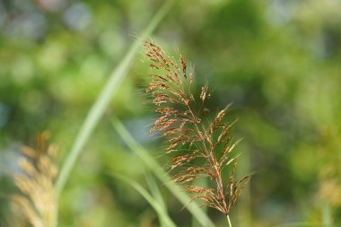 yaz yeşil çim alanı
