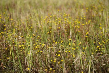 Bahçedeki güzel çiçekler