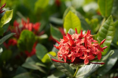 Bahçede çiçek açan güzel kırmızı çiçeklerin yakın plan görüntüsü, seçici odaklanma