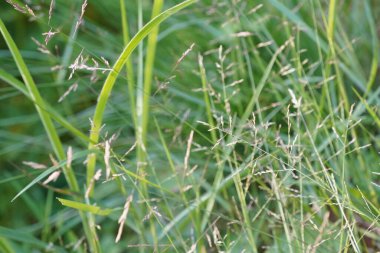 Bahçedeki yeşil çimenler