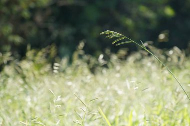 Arka planda bulanık yeşil çimlerin yakın plan görüntüsü