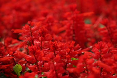 Bahçede çiçek açan güzel kırmızı çiçeklerin yakın plan görüntüsü, seçici odaklanma