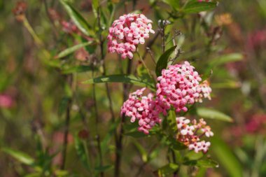 Bahçede bahar pembe çiçekleri