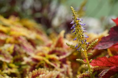 Güzel botanik fotoğrafı, doğal duvar kağıdı.