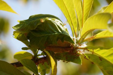 Yeşil yapraklı böceklerin yakın plan görüntüsü, bitki örtüsü.