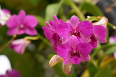 Bahçedeki güzel pembe çiçekler