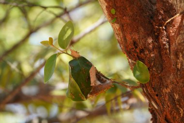 Yeşil yapraklı böceklerin yakın plan görüntüsü, bitki örtüsü.