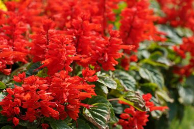 Bahçede çiçek açan güzel kırmızı çiçeklerin yakın plan görüntüsü, seçici odaklanma