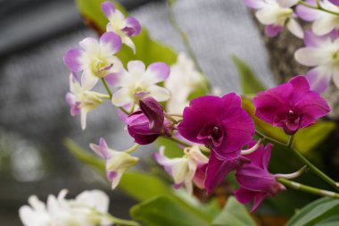 Bahçedeki orkide çiçekleri