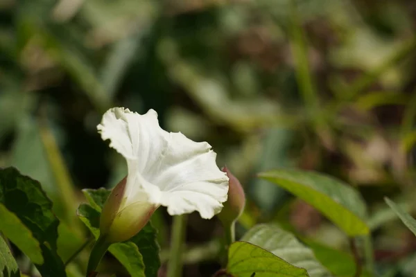 Belles Fleurs Sur Fond Flou Concept Été Nature Gros Plan — Photo