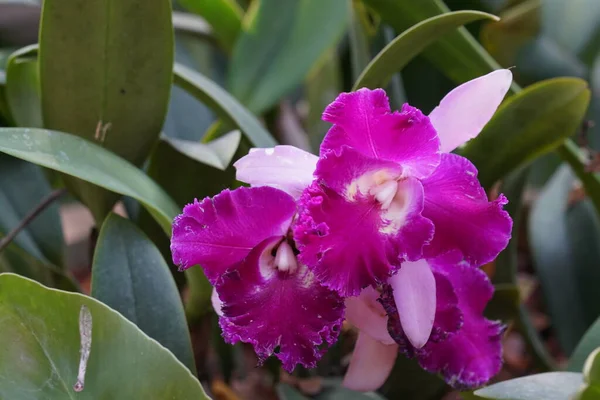 Güzel pembe Orkide Bahçe