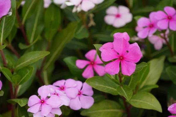 Bahçedeki Güzel Pembe Çiçekler — Stok fotoğraf