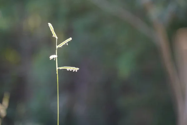 Schöne Botanische Aufnahme Natürliche Tapete — Stockfoto