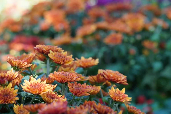 Όμορφο Floral Shot Φυσική Ταπετσαρία — Φωτογραφία Αρχείου