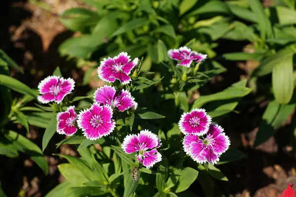 Mooie Bloemen Tuin — Stockfoto