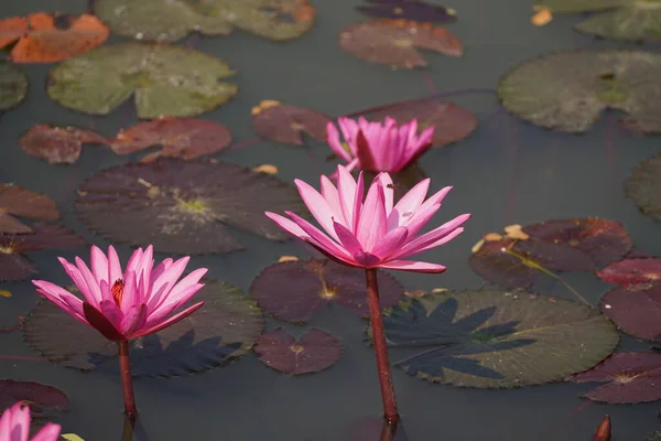 Красиві Рожеві Квіти Лотоса Ставку — стокове фото