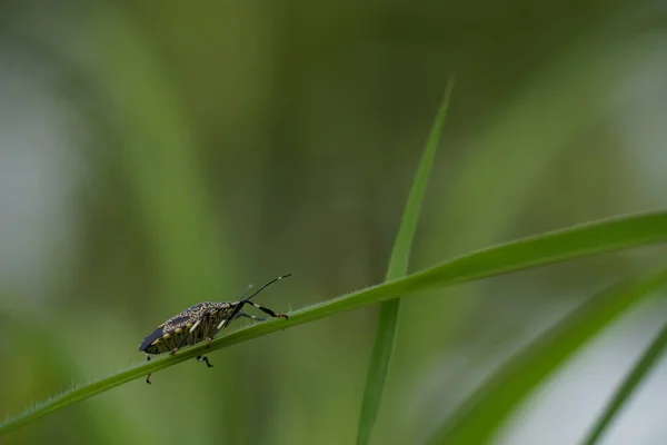 아름다운 곤충들 자연의 — 스톡 사진