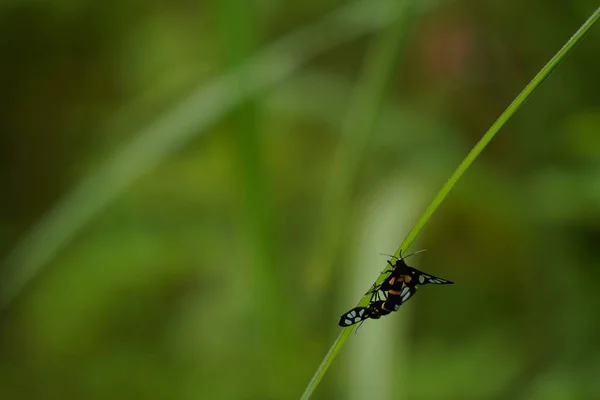 Närbild Vackra Insekter Suddig Natur Bakgrund — Stockfoto