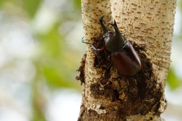 Black Beetle Plant Wildlife — Stock Photo, Image
