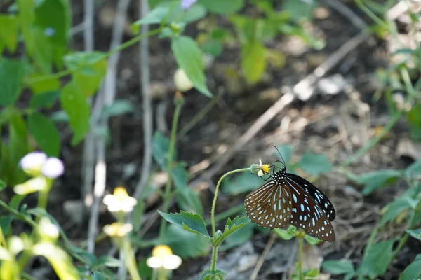 Nahaufnahme Des Schönen Schmetterlings Auf Die Natur — Stockfoto