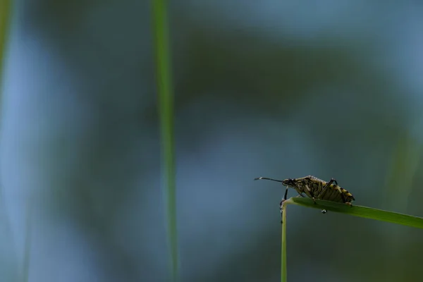 Schöne Insekten Natur Hintergrund — Stockfoto