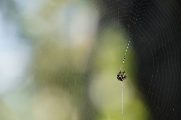 Plano Fundo Abstrato Teia Aranha — Fotografia de Stock