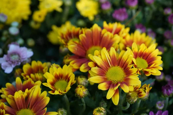 Flores Bonitas Jardim — Fotografia de Stock