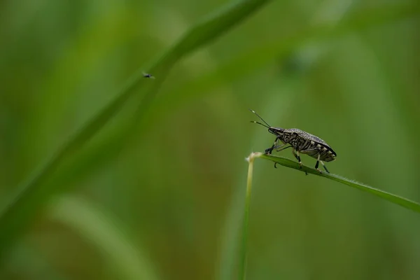 Close View Beautiful Insects Blurred Nature Background — стоковое фото