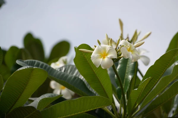 Beautiful White Plumeria Flowers Garden — Stock Photo, Image