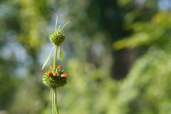 Nahaufnahme Von Schönen Blumen Die Auf Grünen Wiesen Wachsen — Stockfoto