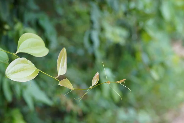 Hojas Verdes Jardín — Foto de Stock