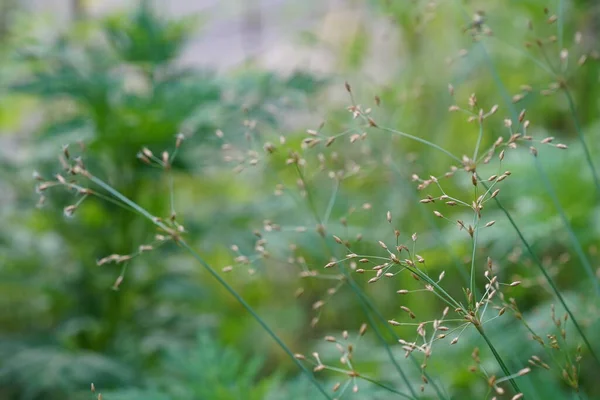 초록빛 식물의 — 스톡 사진
