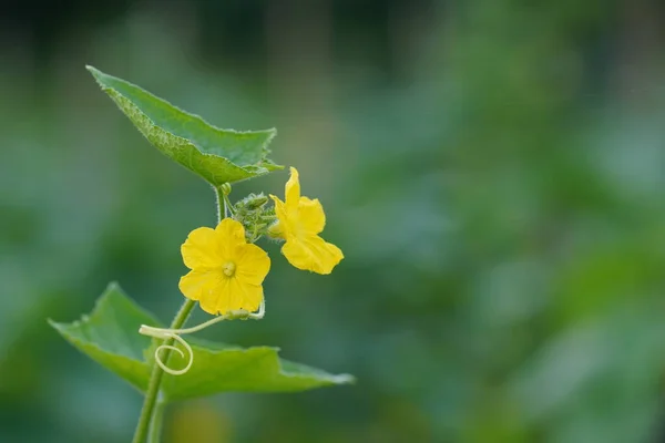 Vista Ravvicinata Bellissimi Fiori Sfondo Naturale — Foto Stock