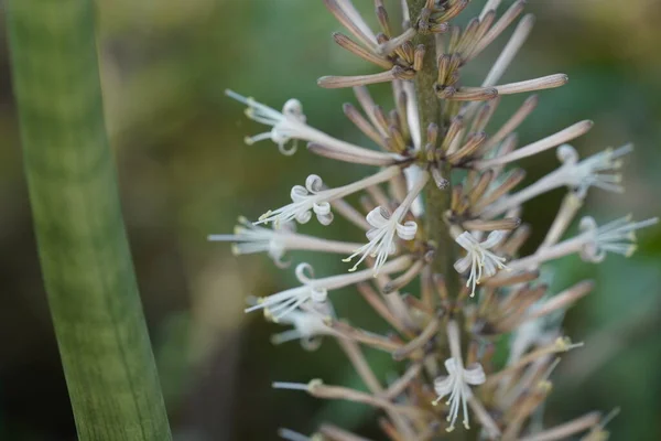 背景がぼやけている緑の植物を閉じて — ストック写真