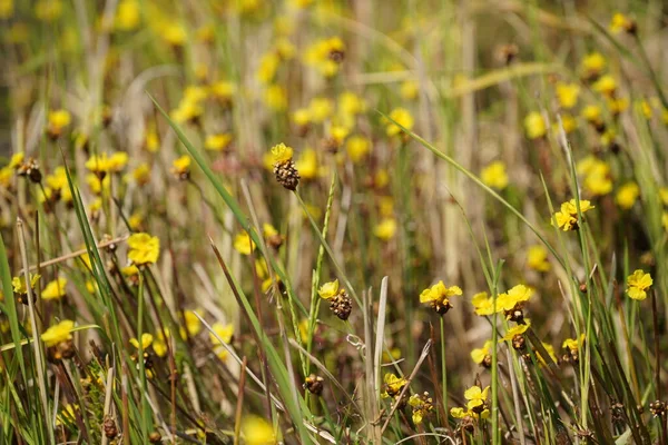 Çayırdaki sarı çiçekler