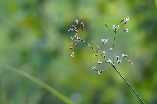 Närbild Grönt Gräs Och Växter Naturlig Bakgrund — Stockfoto