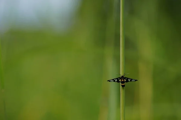 Vackra Insekter Natur Bakgrund — Stockfoto