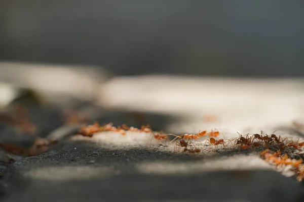 Primer Plano Las Hormigas Aire Libre Enfoque Selectivo — Foto de Stock
