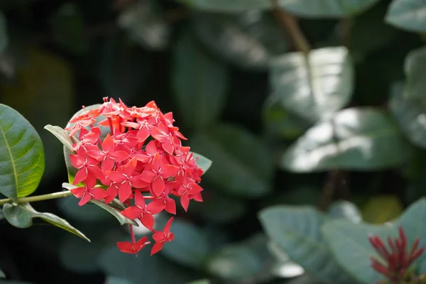 Κοντινή Θέα Των Όμορφων Ανθισμένων Κόκκινων Λουλουδιών Στον Κήπο Επιλεκτική — Φωτογραφία Αρχείου