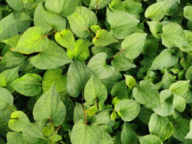 Bahçedeki yeşil yapraklar 