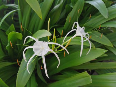 Güzel botanik fotoğrafı, doğal duvar kağıdı.